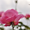 西洋庭園の薔薇・ピンク