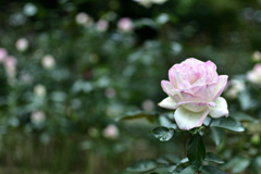 西洋庭園の薔薇