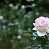 西洋庭園の薔薇