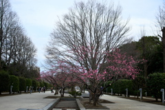 花桃開花