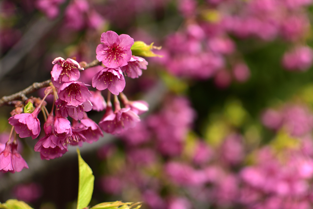 ペンション前の寒緋桜