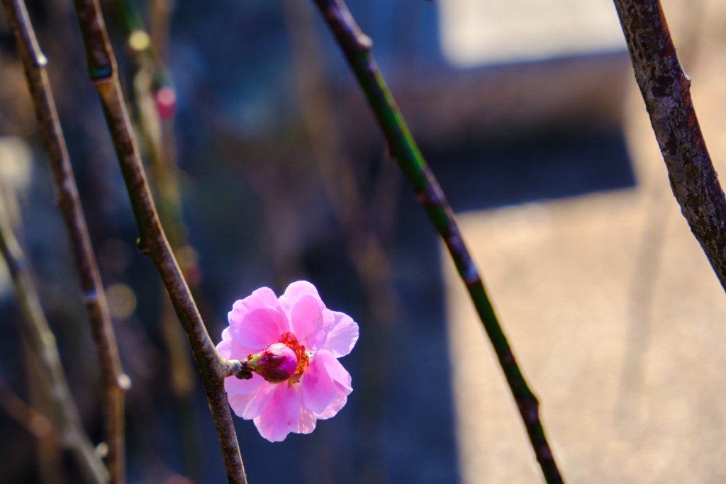 梅の花を後ろから