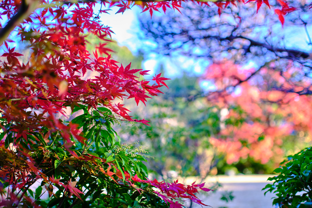 公園の紅葉