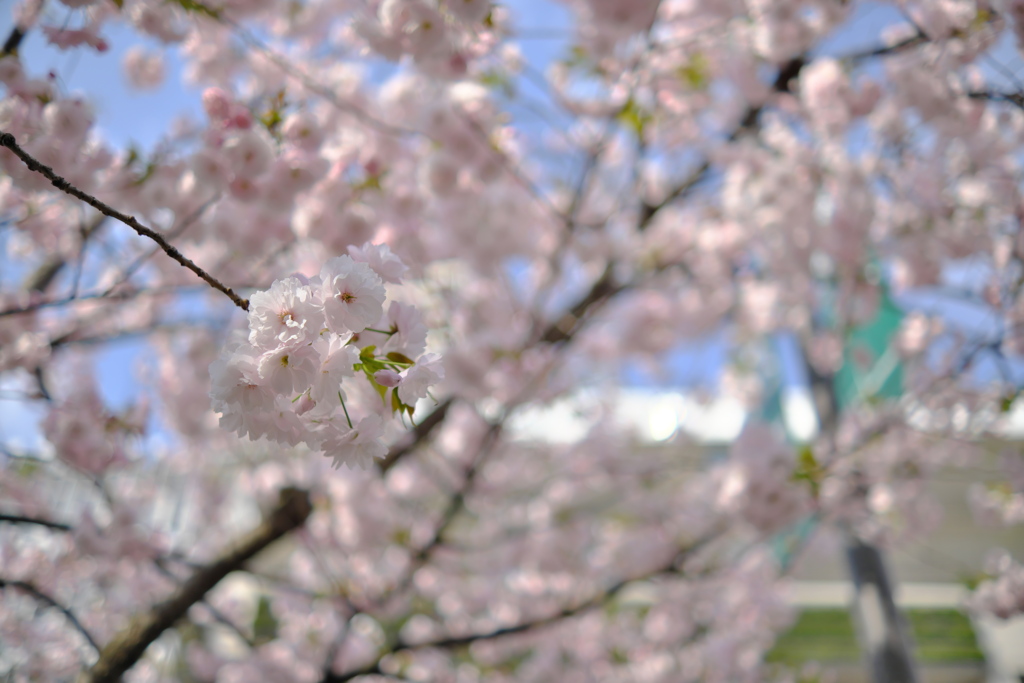 駅前の八重桜２