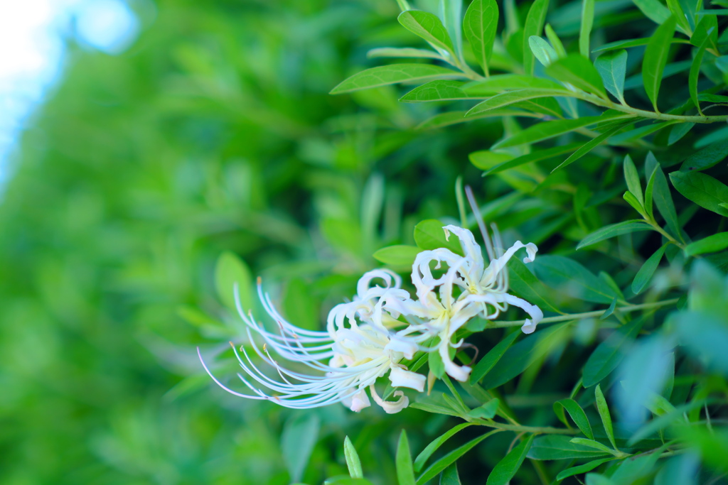 彼岸花・白