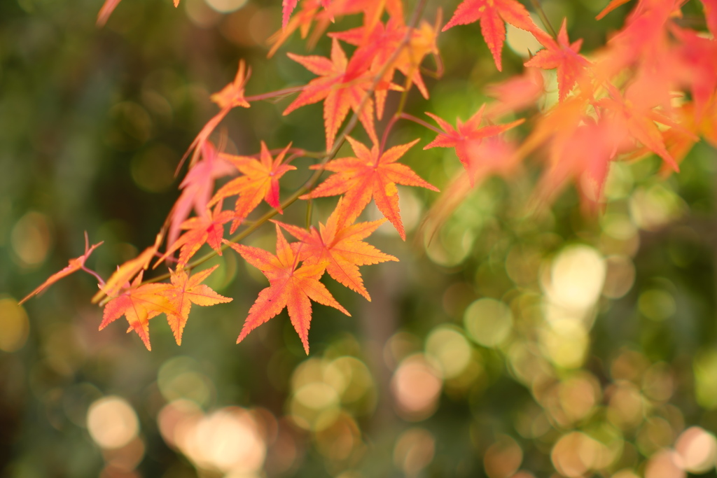 諦めていた紅葉 ２