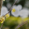公園の蝋梅・２