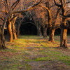 夕陽のあたる桜並木