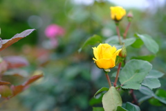 西洋庭園の薔薇・黄色