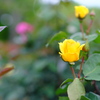 西洋庭園の薔薇・黄色