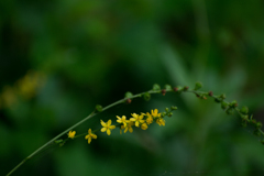 散歩で見つけた花 散歩で見つけた花