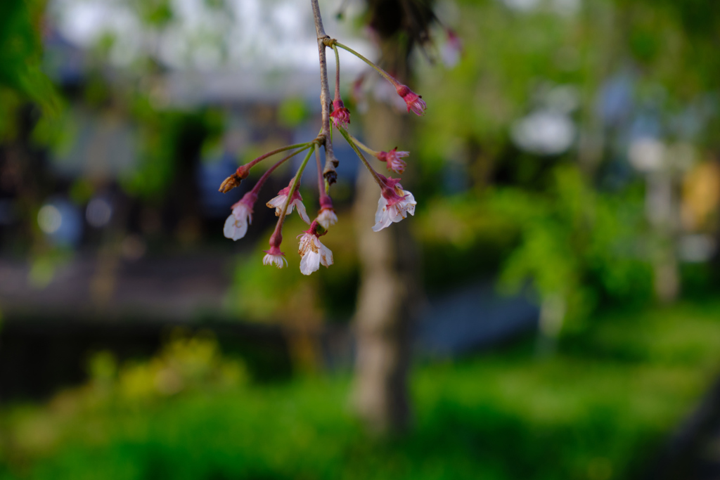 花の後・桜　喜多方