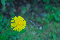 花火