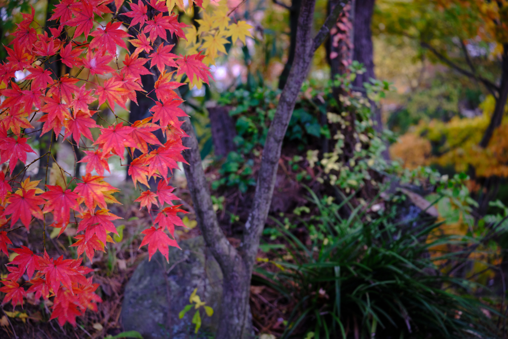 園内の紅葉