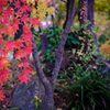 園内の紅葉