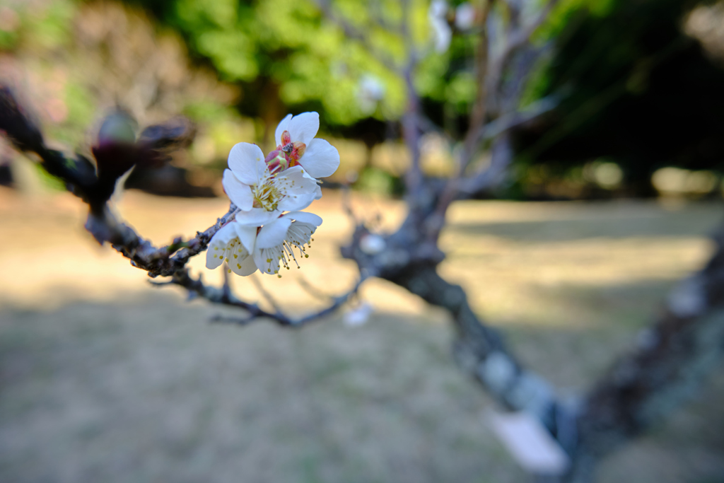 白梅