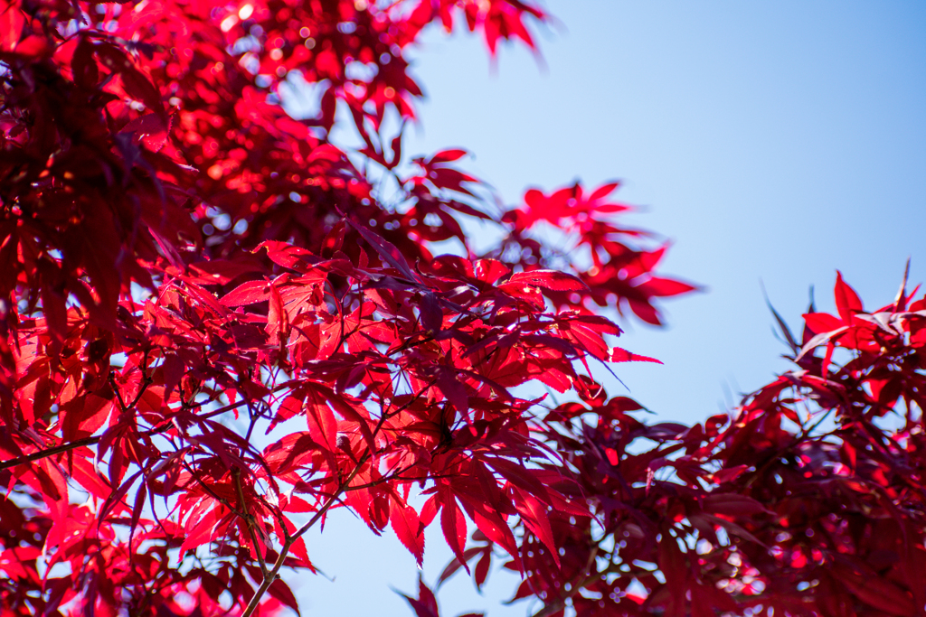 春の紅