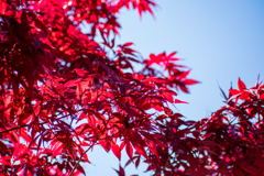 春の紅