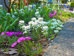 色とりどりの花壇 色とりどりの花壇