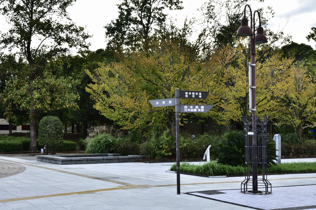 秋を探して公園散歩３