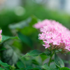 駅前花壇３