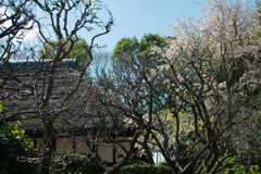 茅葺と桜