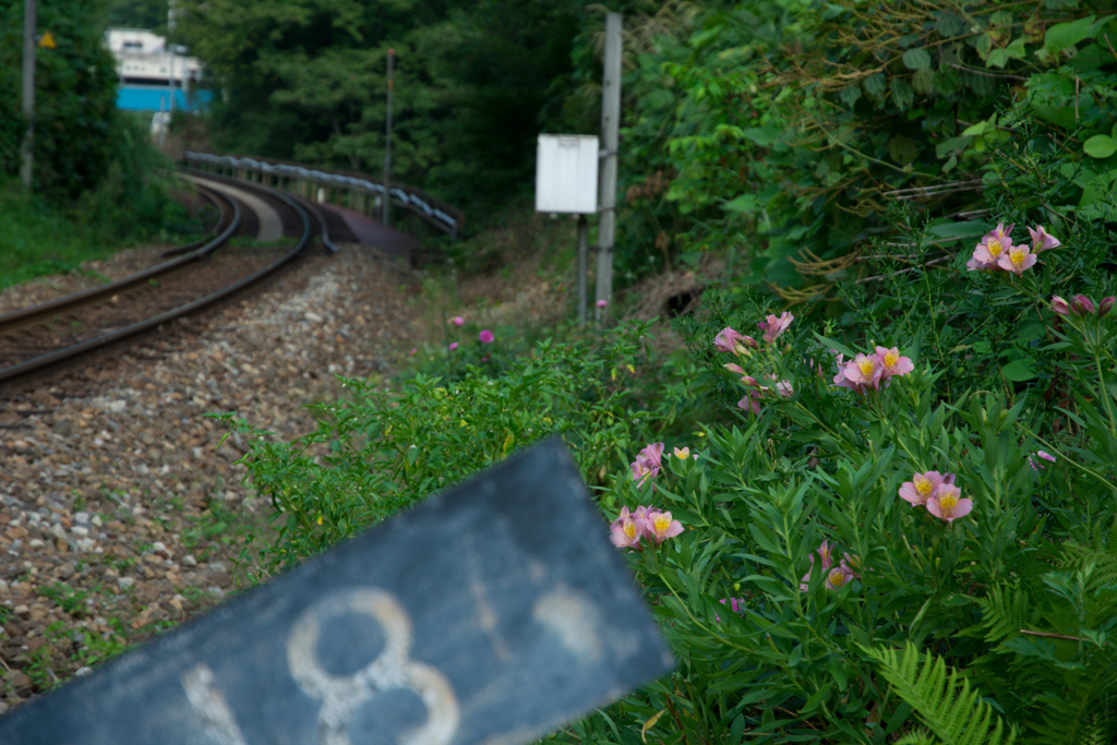線路際の花