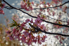 河津桜