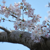 お花見散歩