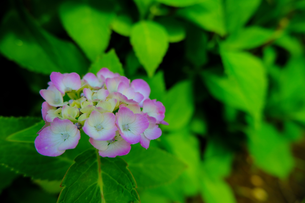 公園の紫陽花・微妙な色