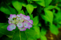 公園の紫陽花・微妙な色