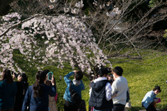 みんな桜が大好き