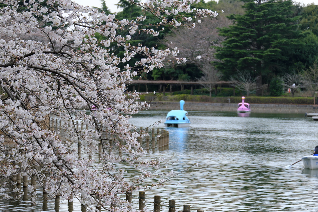 水辺の桜