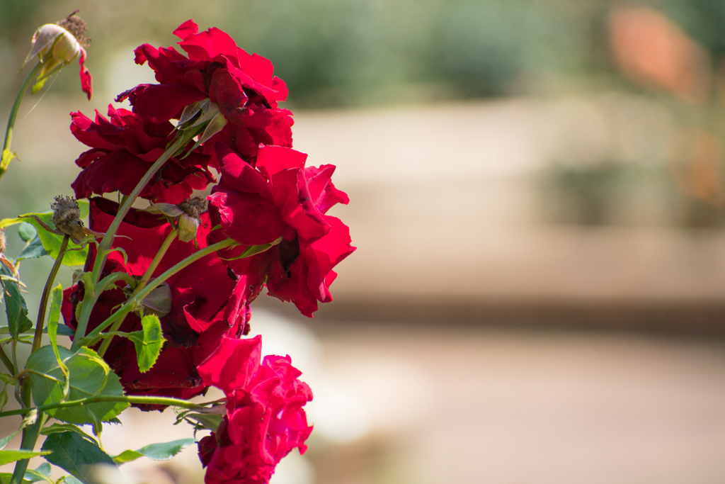 休園後の薔薇園３
