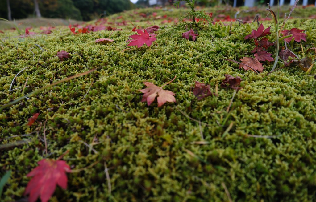 苔の上の落ち葉