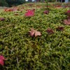 苔の上の落ち葉