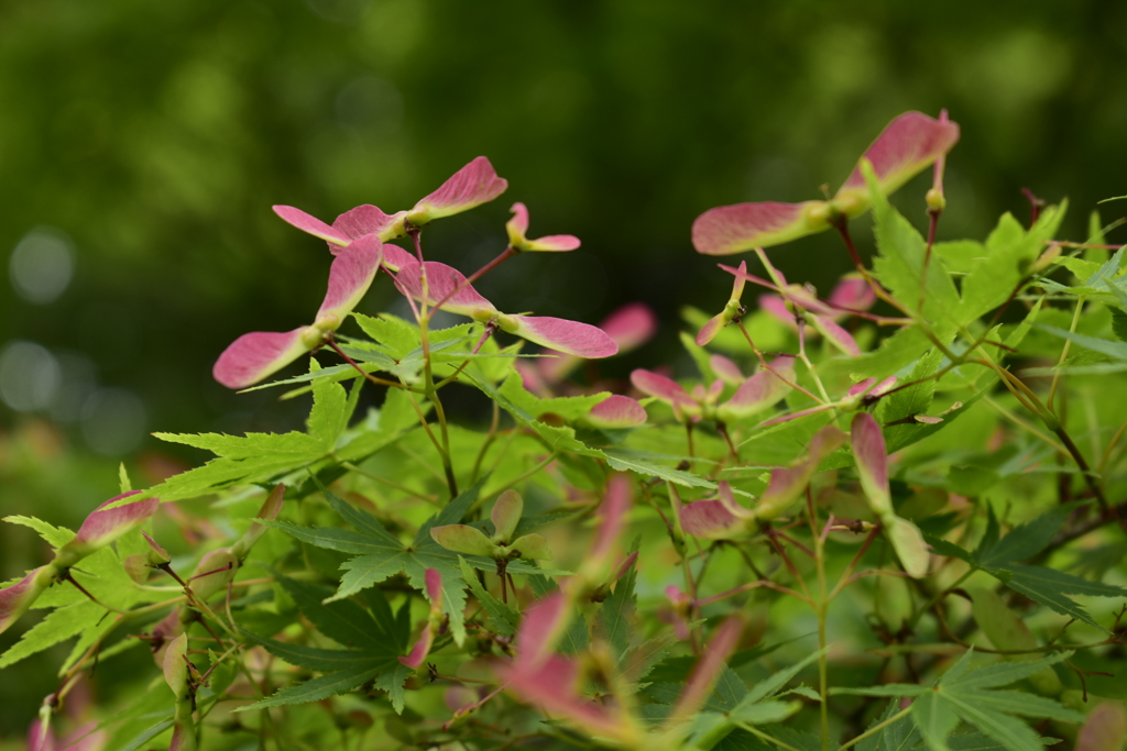 小石川植物園３