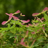 小石川植物園３