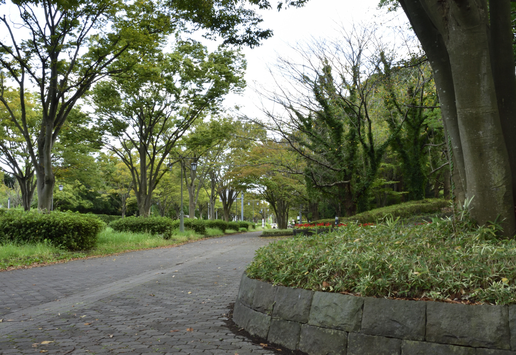 秋を探して公園散歩２