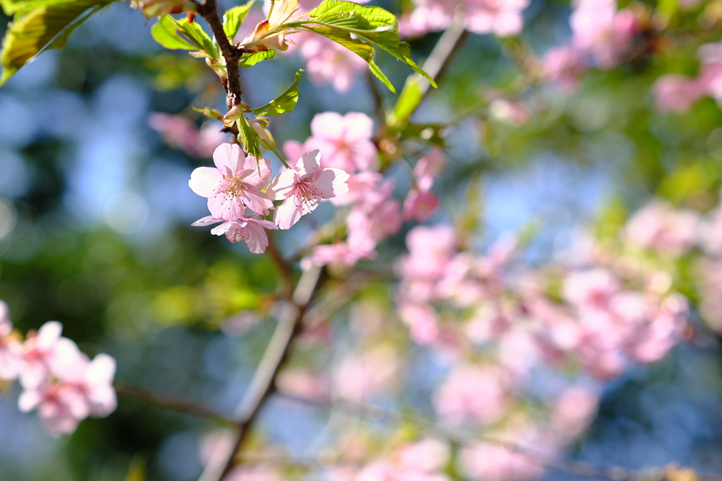 葉桜