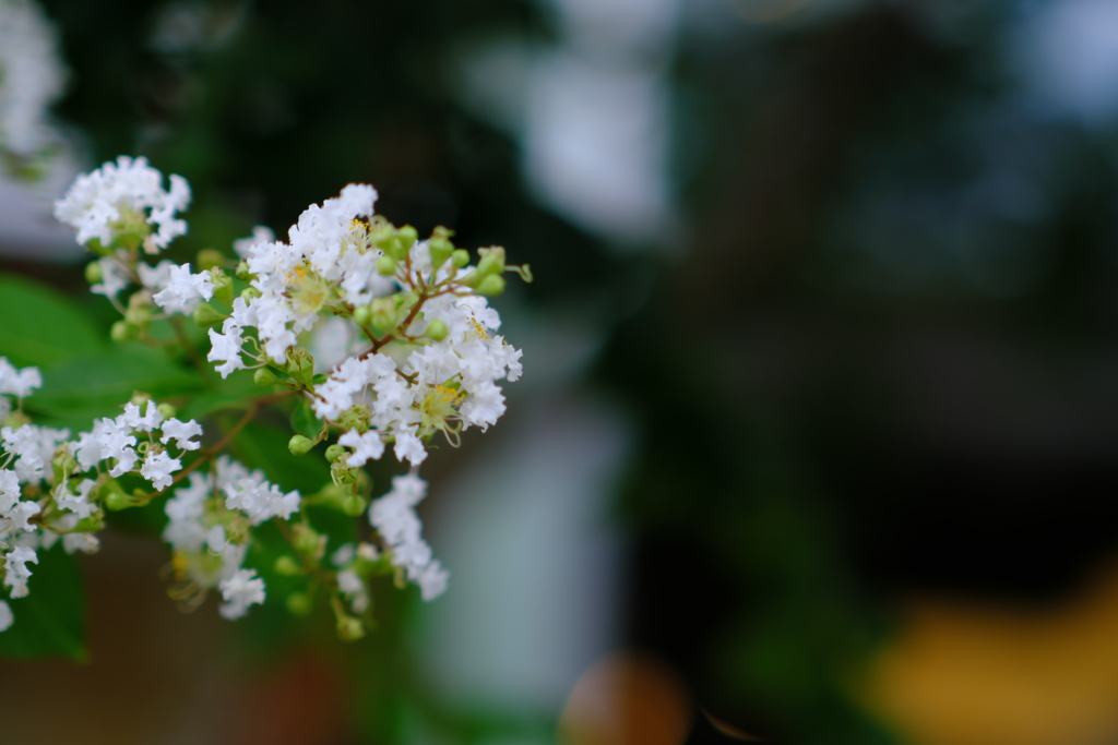 店舗前の花