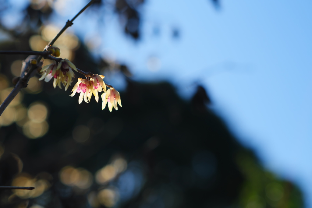 公園の蝋梅・１