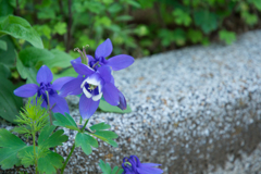 花壇の外側