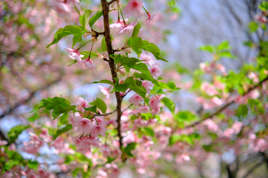 遅めの河津桜