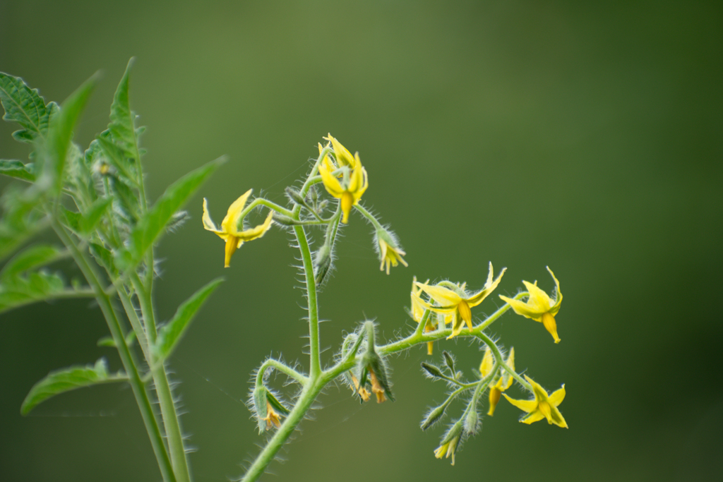 トマトの花