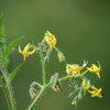 トマトの花