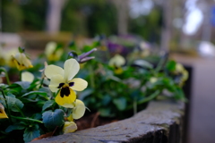 公園前の花壇