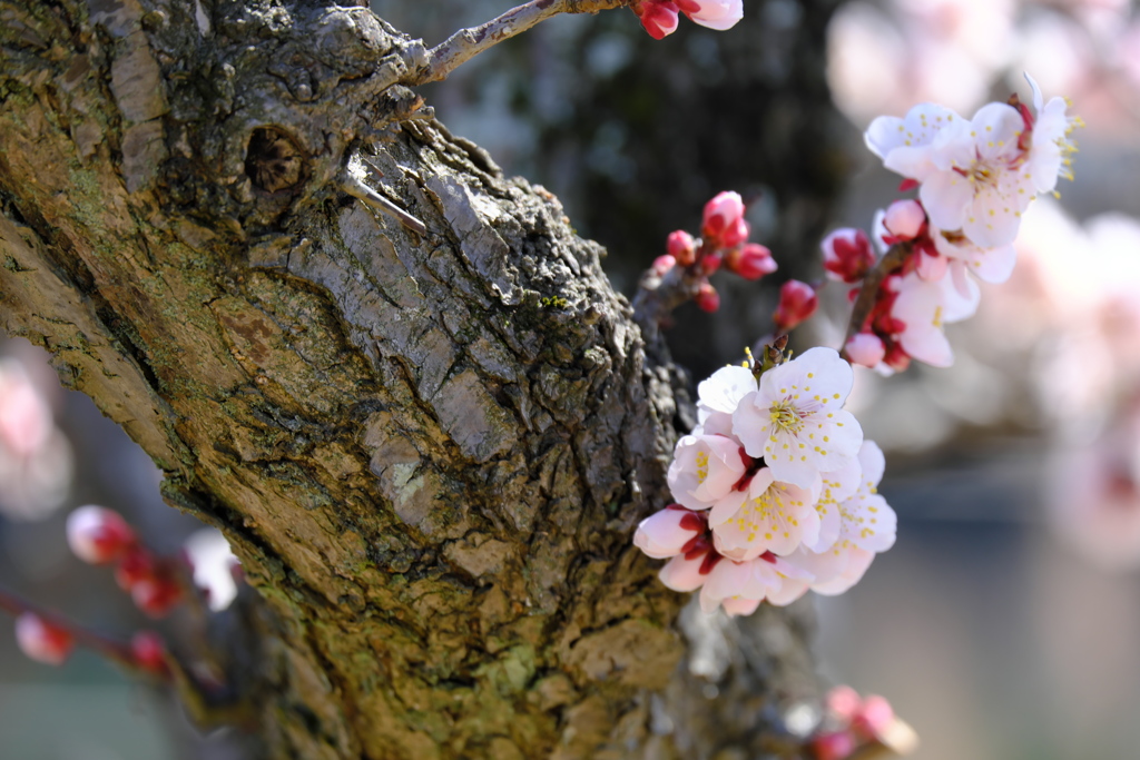 公園の梅・豊後