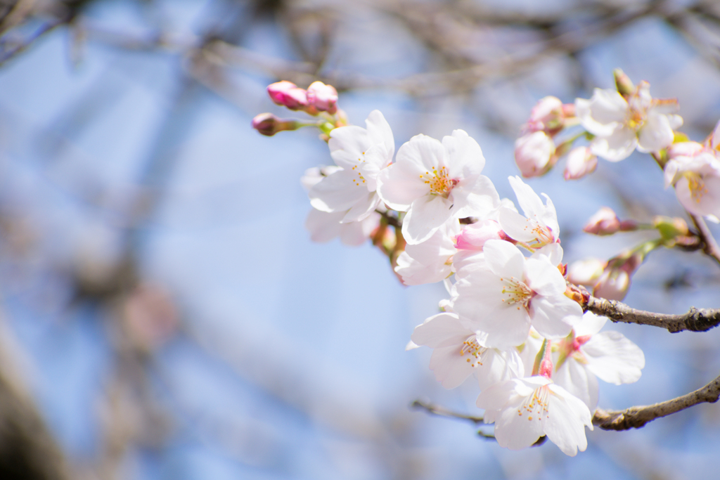桜