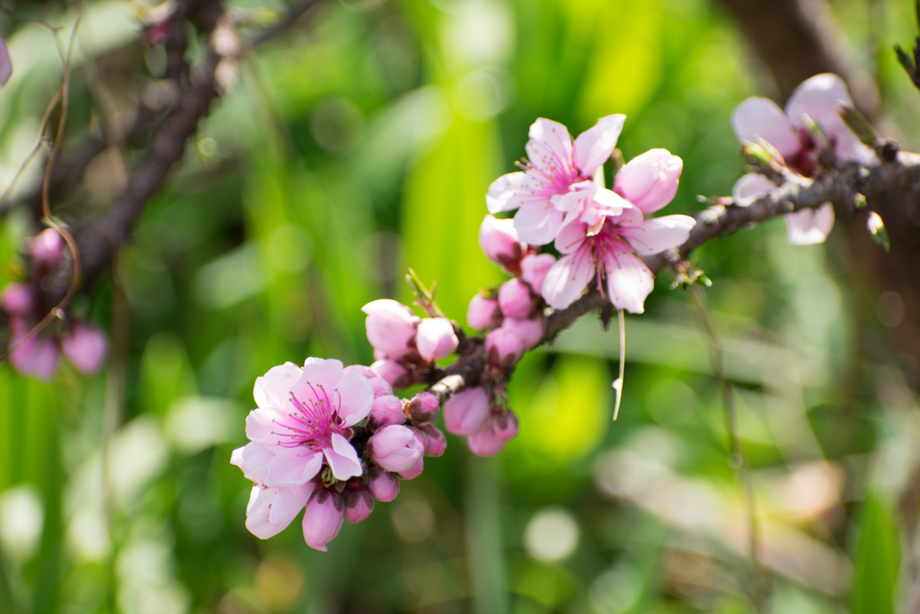 背丈より低い木